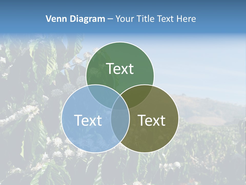 Coffee Tree In Blossom (Coffee Plantation In Vietnam) PowerPoint Template