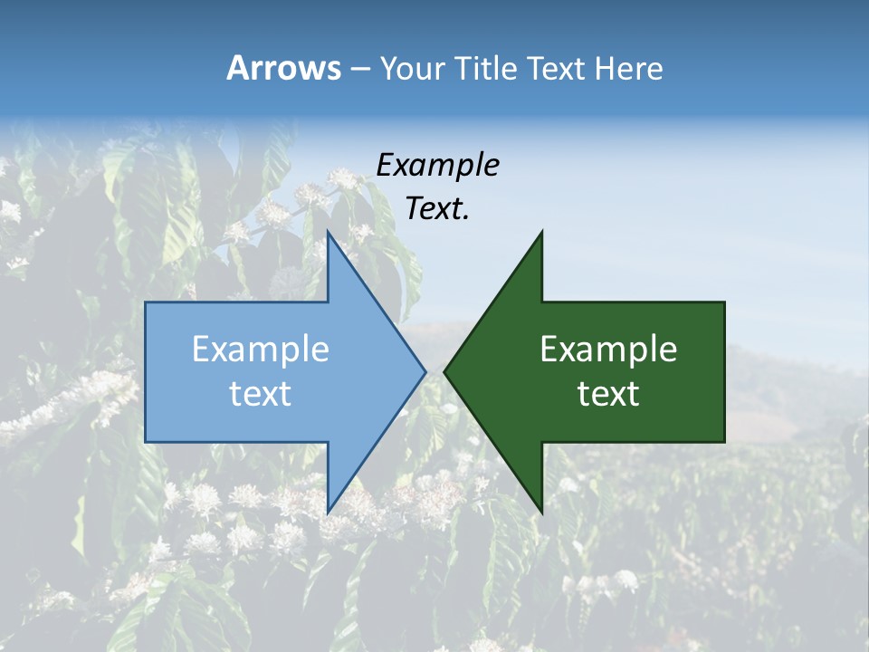 Coffee Tree In Blossom (Coffee Plantation In Vietnam) PowerPoint Template