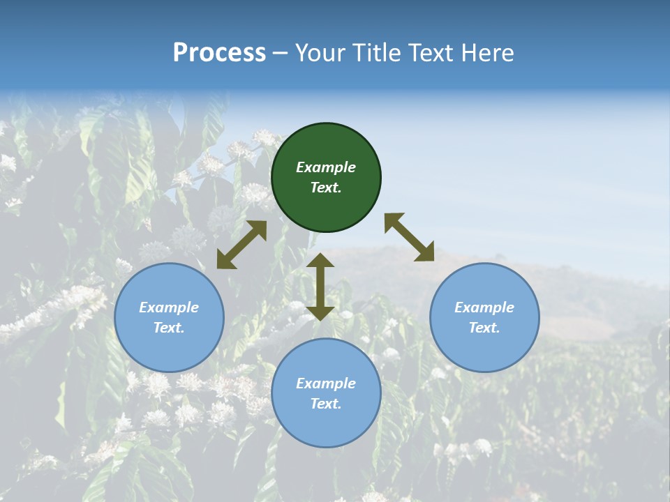 Coffee Tree In Blossom (Coffee Plantation In Vietnam) PowerPoint Template