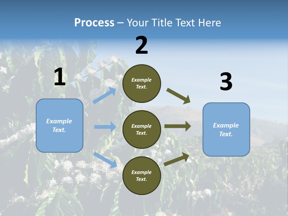 Coffee Tree In Blossom (Coffee Plantation In Vietnam) PowerPoint Template