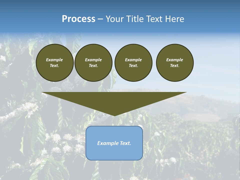 Coffee Tree In Blossom (Coffee Plantation In Vietnam) PowerPoint Template