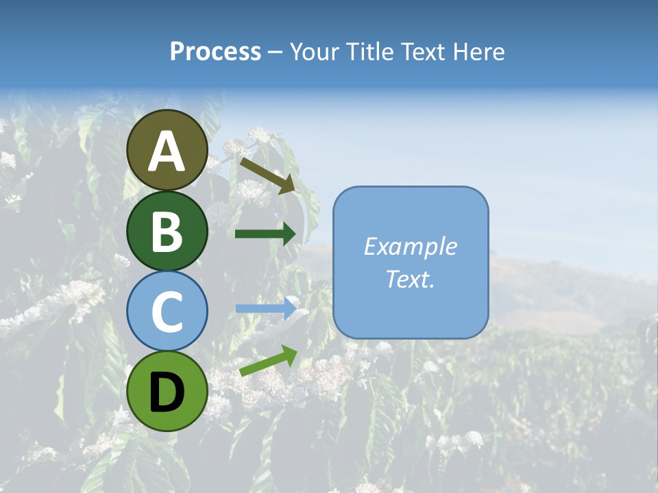 Coffee Tree In Blossom (Coffee Plantation In Vietnam) PowerPoint Template