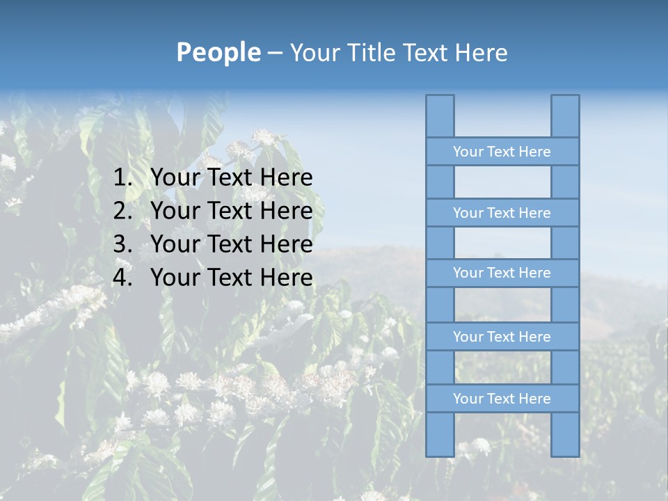 Coffee Tree In Blossom (Coffee Plantation In Vietnam) PowerPoint Template