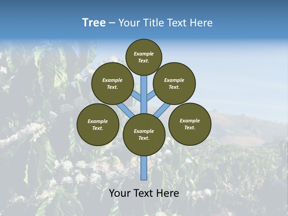 Coffee Tree In Blossom (Coffee Plantation In Vietnam) PowerPoint Template