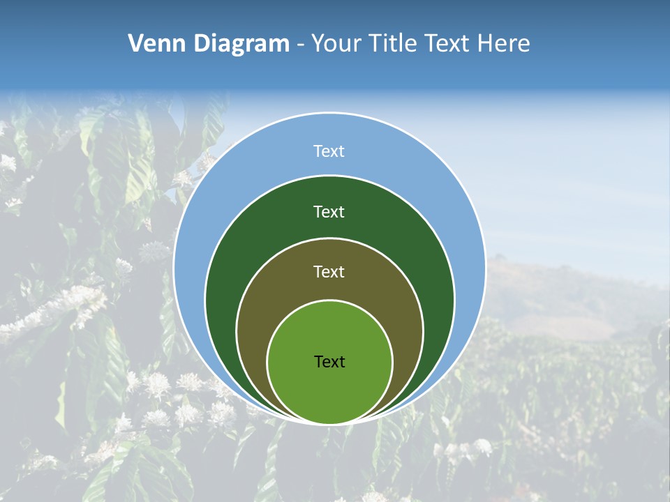 Coffee Tree In Blossom (Coffee Plantation In Vietnam) PowerPoint Template