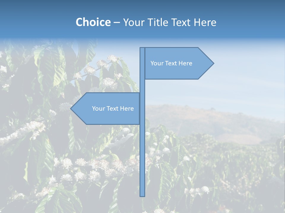 Coffee Tree In Blossom (Coffee Plantation In Vietnam) PowerPoint Template