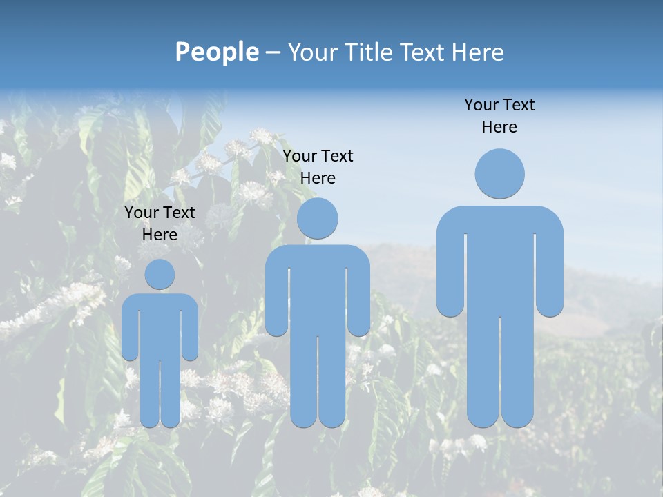 Coffee Tree In Blossom (Coffee Plantation In Vietnam) PowerPoint Template