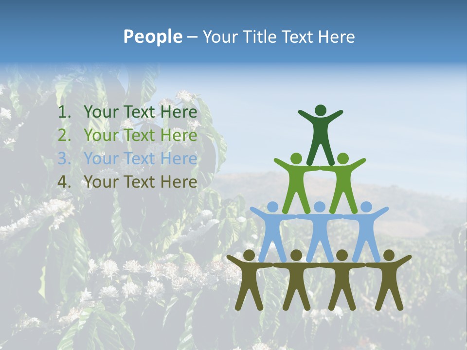 Coffee Tree In Blossom (Coffee Plantation In Vietnam) PowerPoint Template