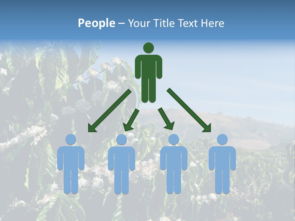 Coffee Tree In Blossom (Coffee Plantation In Vietnam) PowerPoint Template