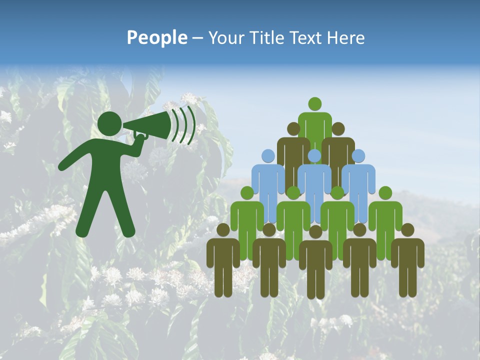 Coffee Tree In Blossom (Coffee Plantation In Vietnam) PowerPoint Template