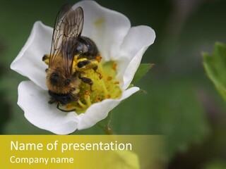 Strawberry Pollen PowerPoint Template