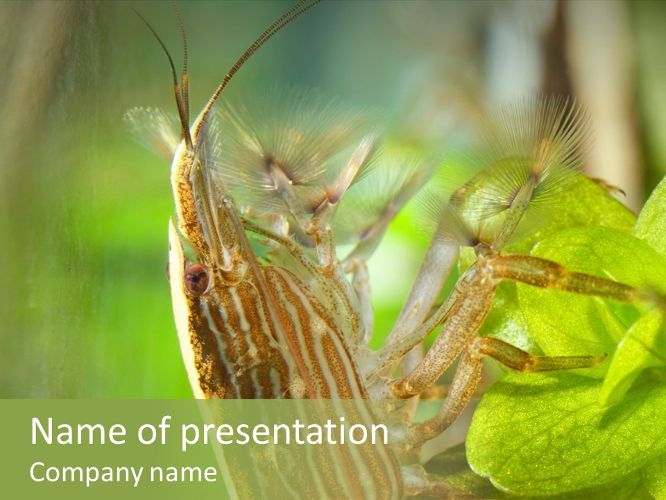 Cleaner Shrimp Close-Up Shot In Aquarium PowerPoint Template