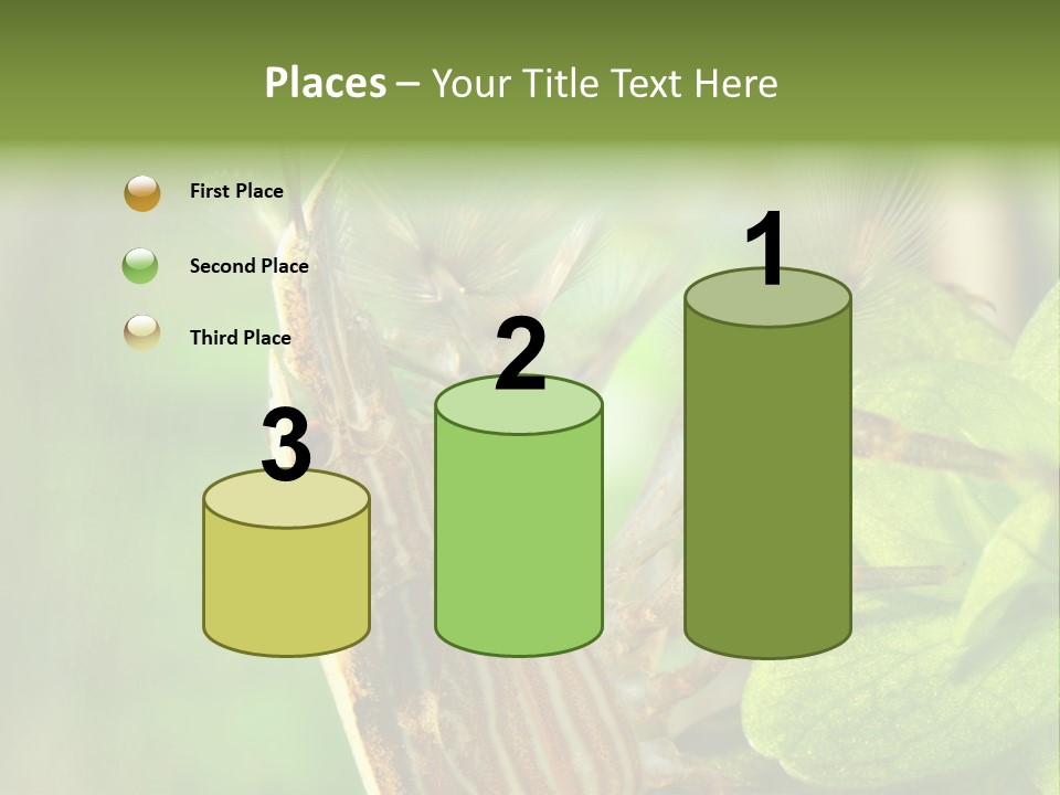 Cleaner Shrimp Close-Up Shot In Aquarium PowerPoint Template