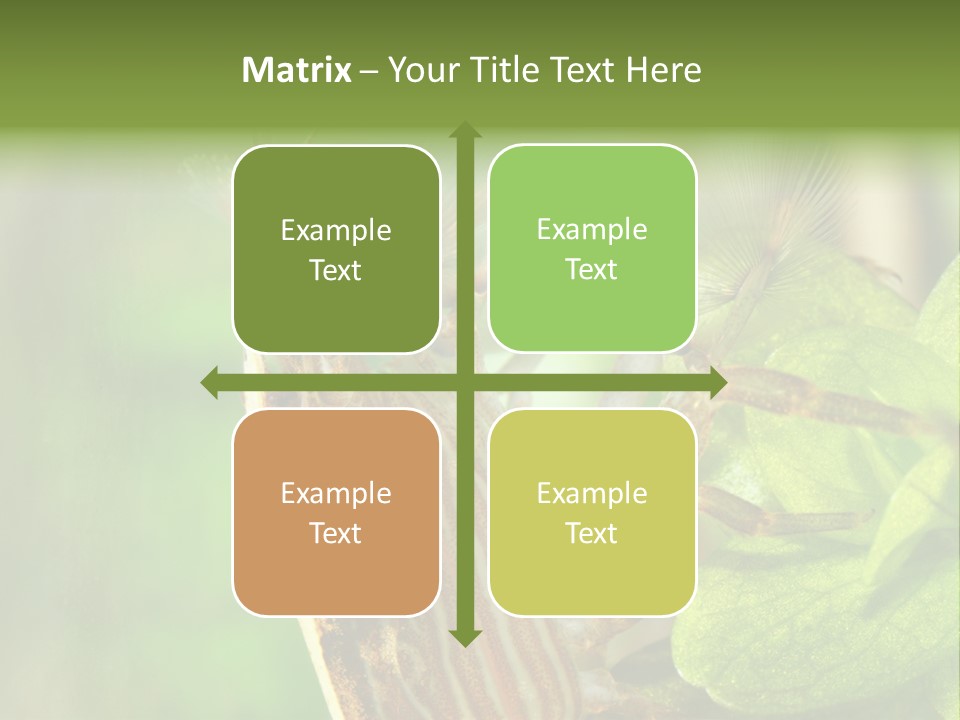 Cleaner Shrimp Close-Up Shot In Aquarium PowerPoint Template
