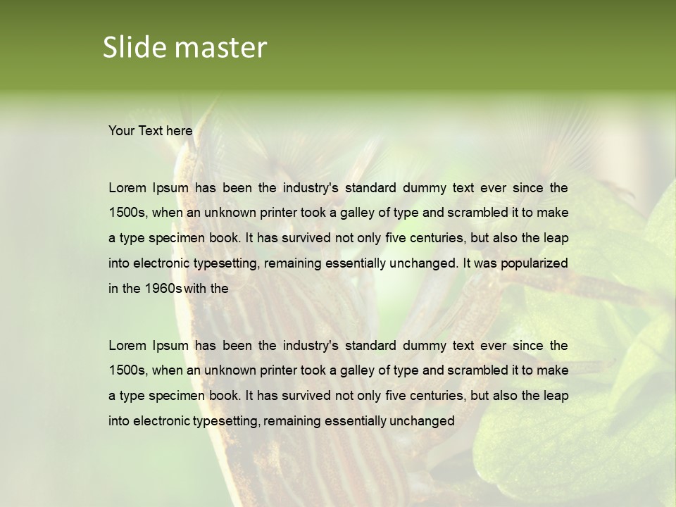 Cleaner Shrimp Close-Up Shot In Aquarium PowerPoint Template