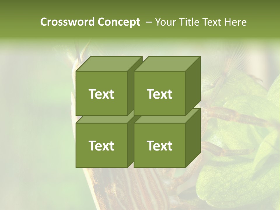 Cleaner Shrimp Close-Up Shot In Aquarium PowerPoint Template