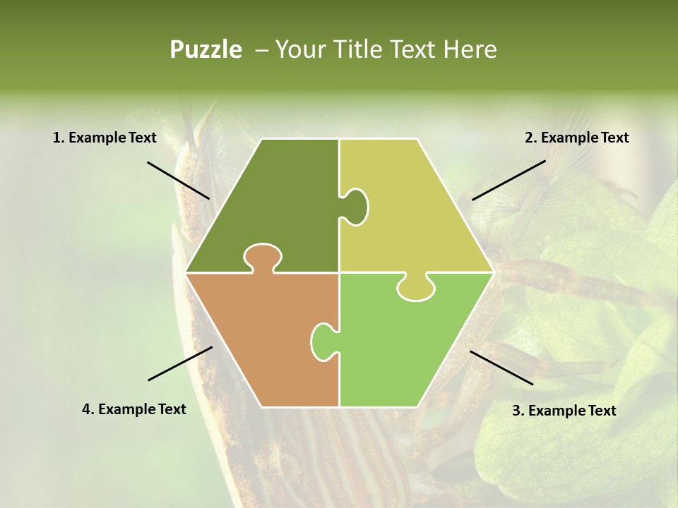 Cleaner Shrimp Close-Up Shot In Aquarium PowerPoint Template