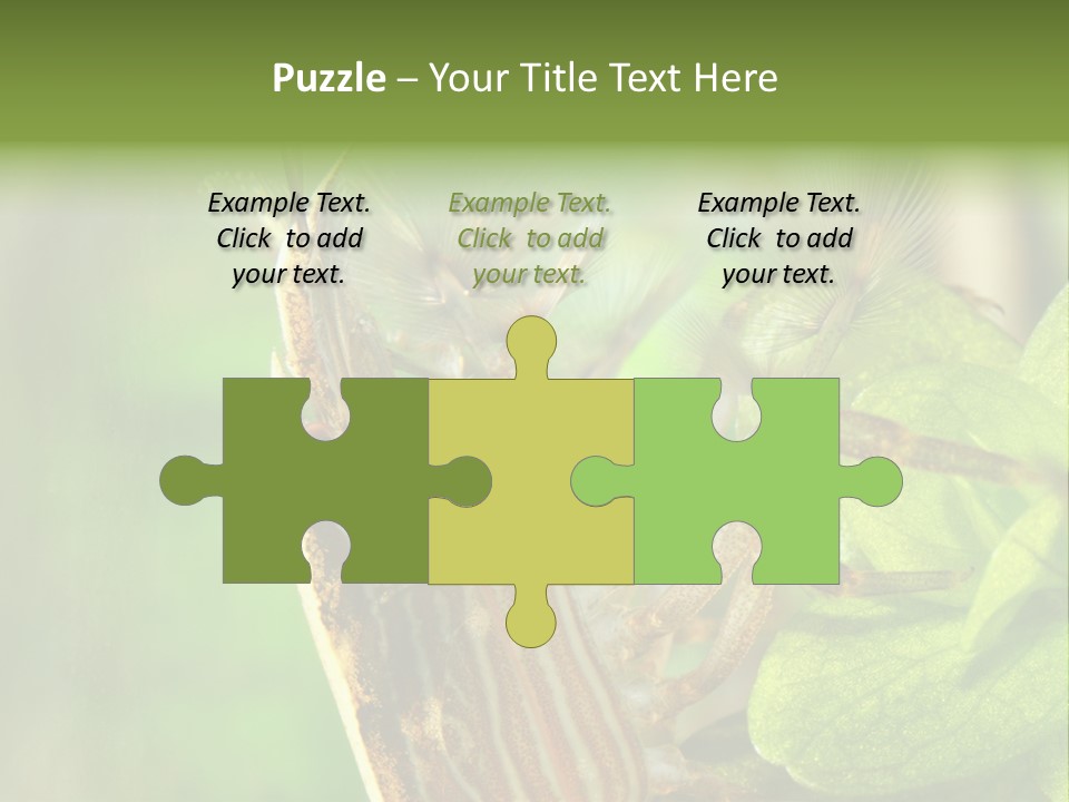 Cleaner Shrimp Close-Up Shot In Aquarium PowerPoint Template