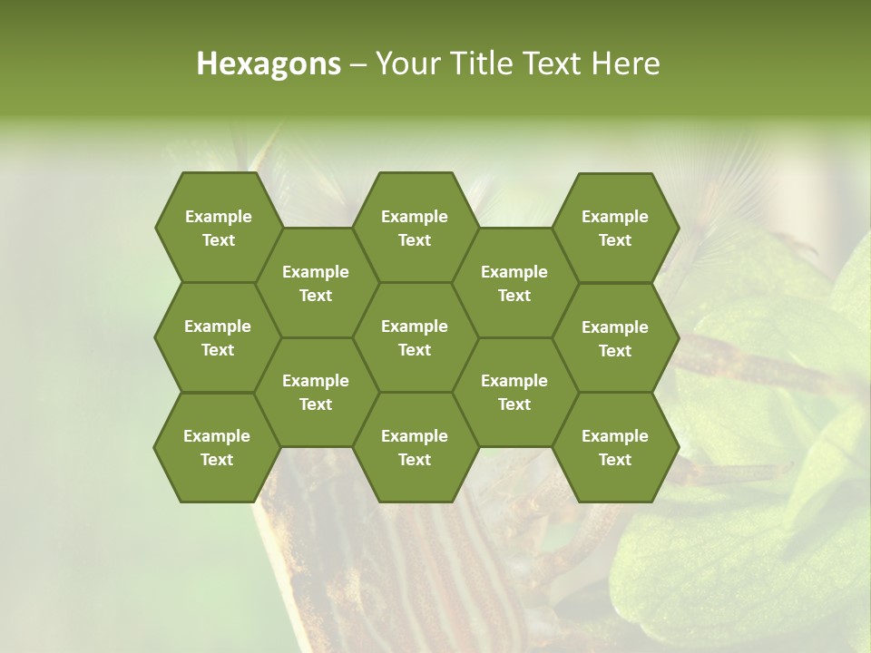 Cleaner Shrimp Close-Up Shot In Aquarium PowerPoint Template