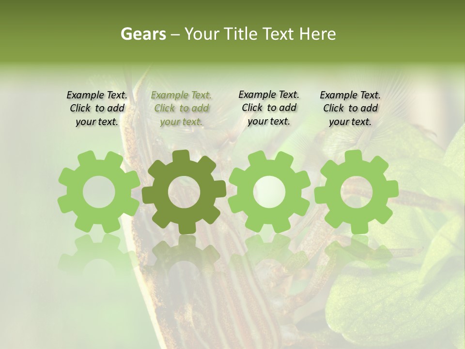 Cleaner Shrimp Close-Up Shot In Aquarium PowerPoint Template