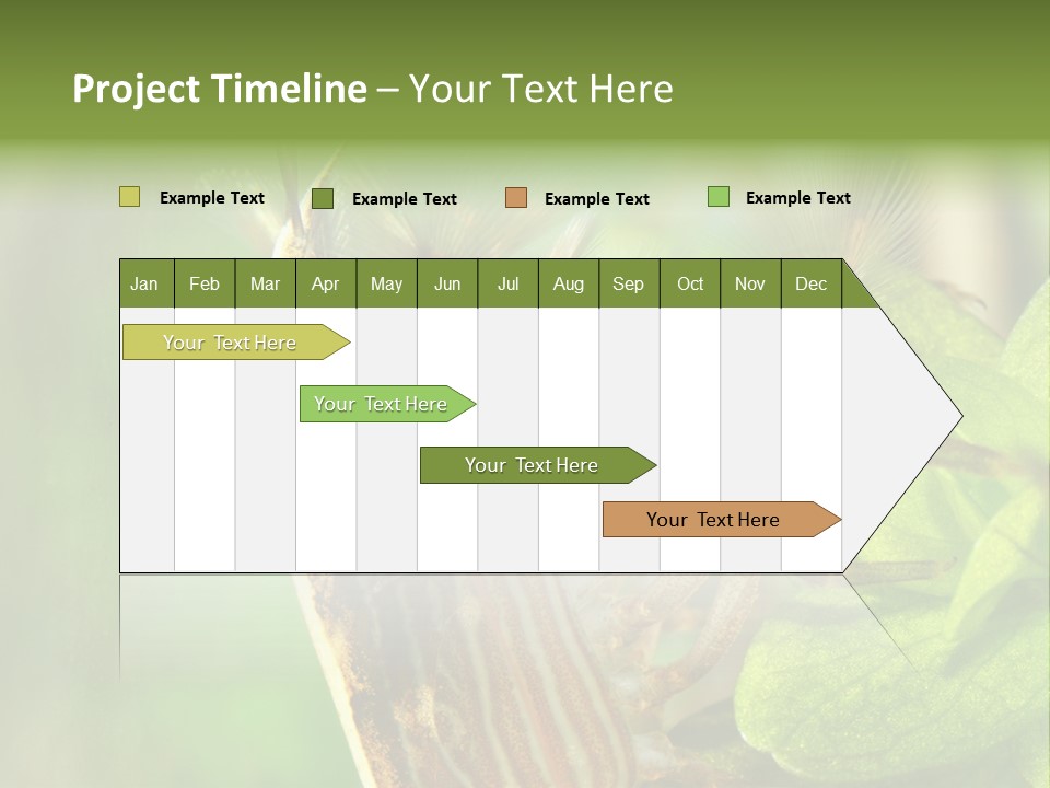 Cleaner Shrimp Close-Up Shot In Aquarium PowerPoint Template
