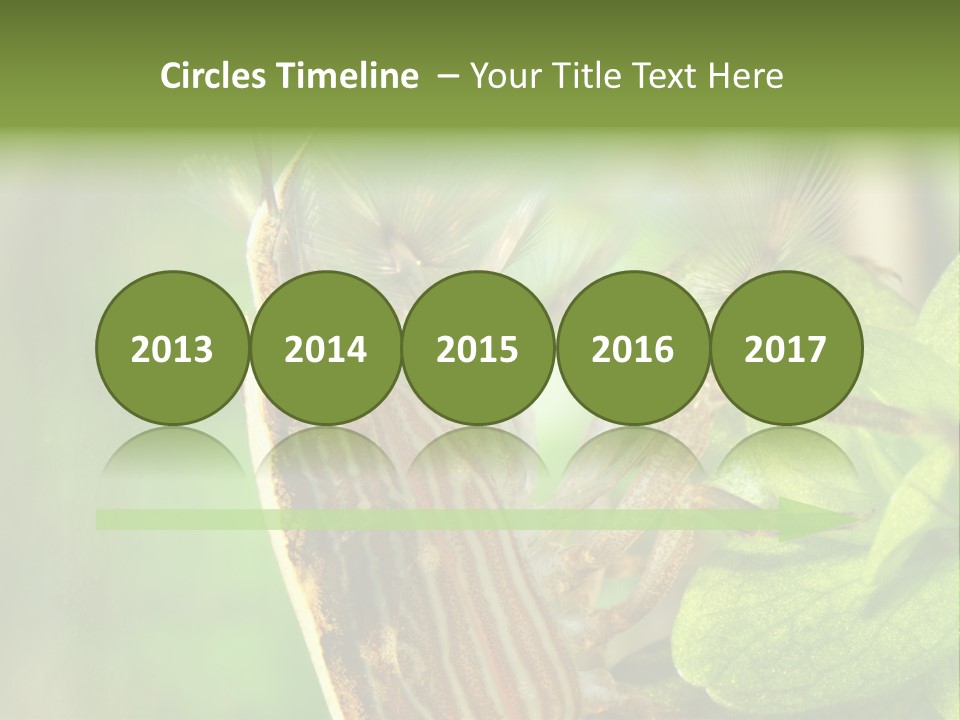 Cleaner Shrimp Close-Up Shot In Aquarium PowerPoint Template