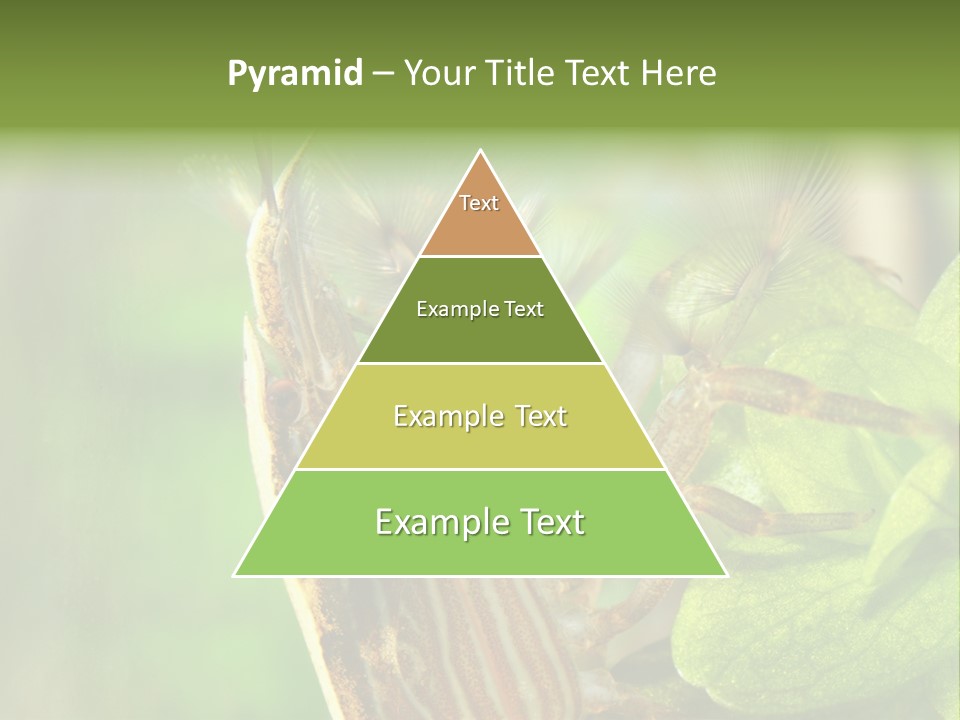 Cleaner Shrimp Close-Up Shot In Aquarium PowerPoint Template
