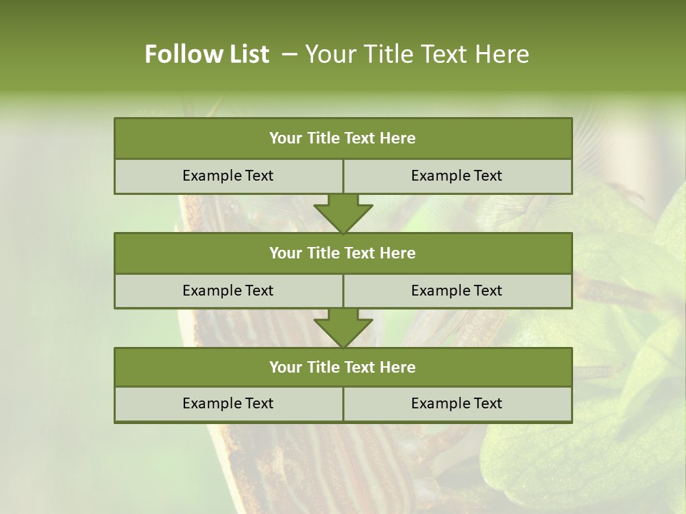 Cleaner Shrimp Close-Up Shot In Aquarium PowerPoint Template