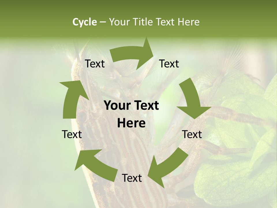 Cleaner Shrimp Close-Up Shot In Aquarium PowerPoint Template