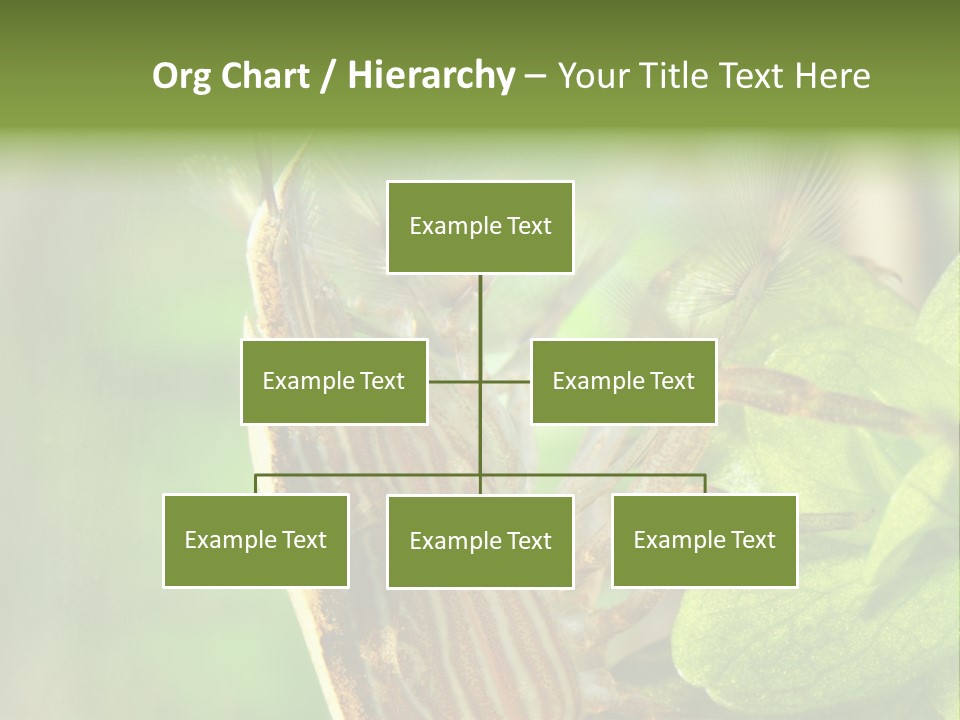 Cleaner Shrimp Close-Up Shot In Aquarium PowerPoint Template