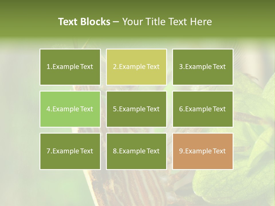 Cleaner Shrimp Close-Up Shot In Aquarium PowerPoint Template