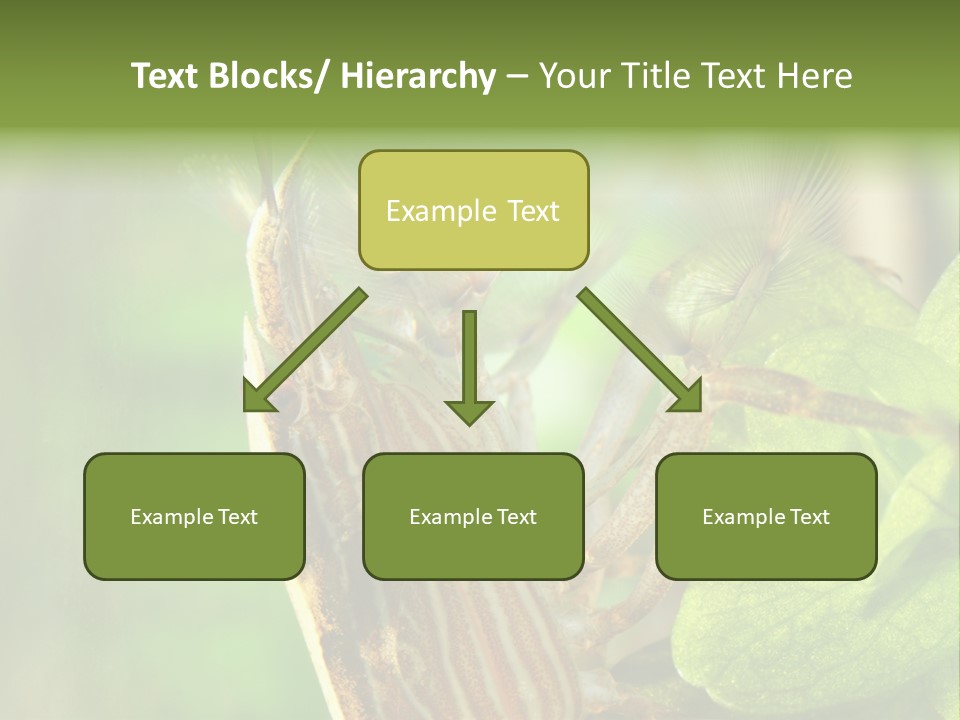 Cleaner Shrimp Close-Up Shot In Aquarium PowerPoint Template