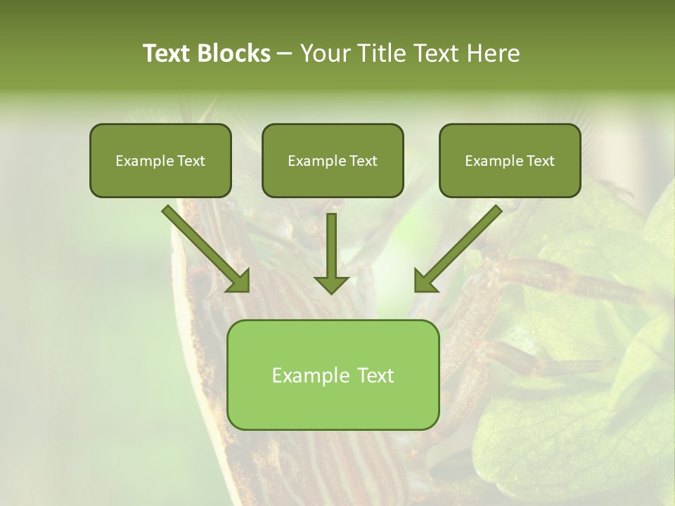 Cleaner Shrimp Close-Up Shot In Aquarium PowerPoint Template