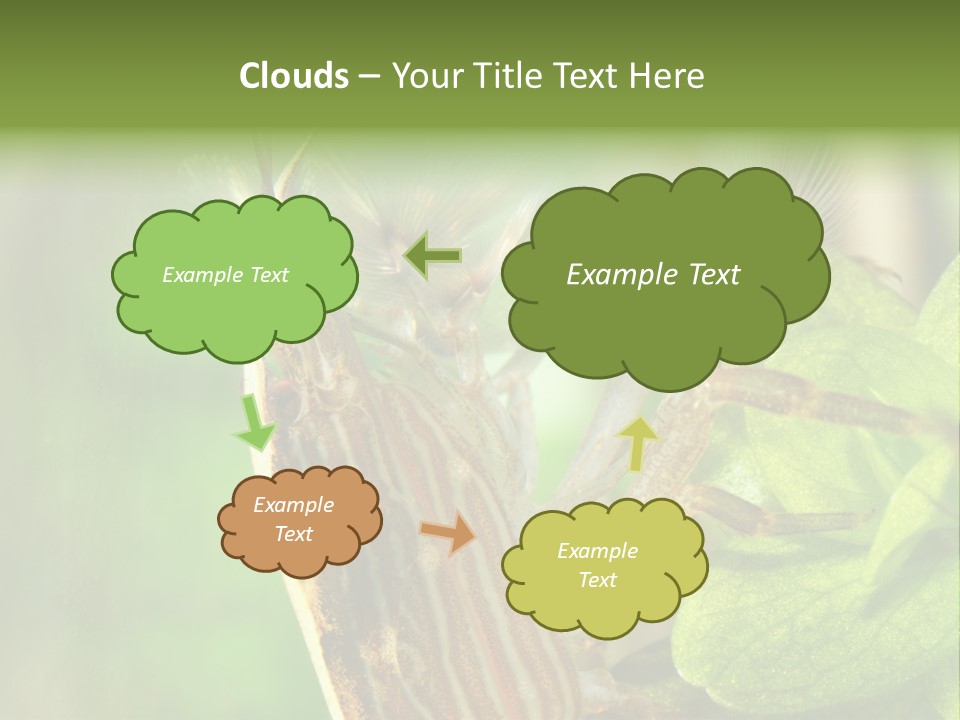 Cleaner Shrimp Close-Up Shot In Aquarium PowerPoint Template
