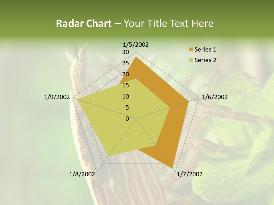 Cleaner Shrimp Close-Up Shot In Aquarium PowerPoint Template