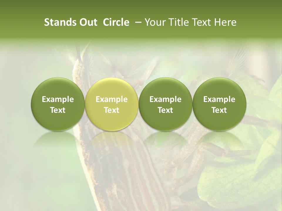 Cleaner Shrimp Close-Up Shot In Aquarium PowerPoint Template