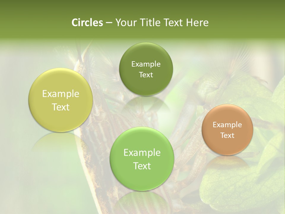 Cleaner Shrimp Close-Up Shot In Aquarium PowerPoint Template