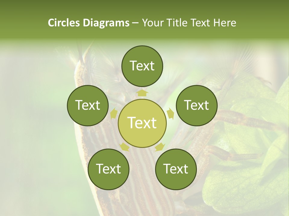 Cleaner Shrimp Close-Up Shot In Aquarium PowerPoint Template