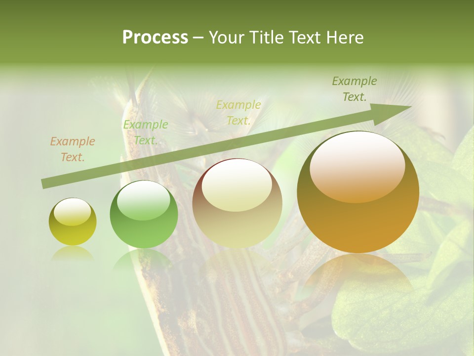 Cleaner Shrimp Close-Up Shot In Aquarium PowerPoint Template