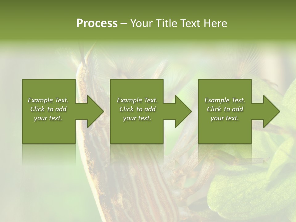 Cleaner Shrimp Close-Up Shot In Aquarium PowerPoint Template