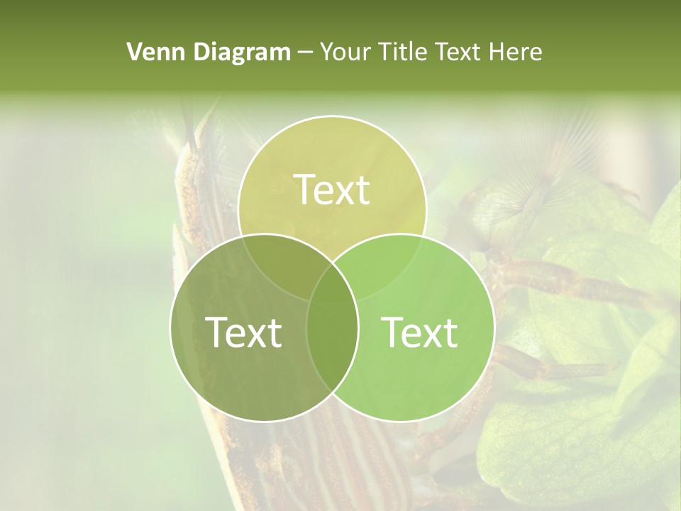 Cleaner Shrimp Close-Up Shot In Aquarium PowerPoint Template