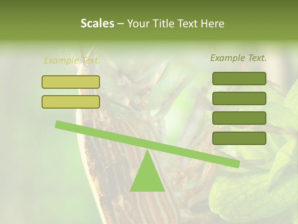 Cleaner Shrimp Close-Up Shot In Aquarium PowerPoint Template