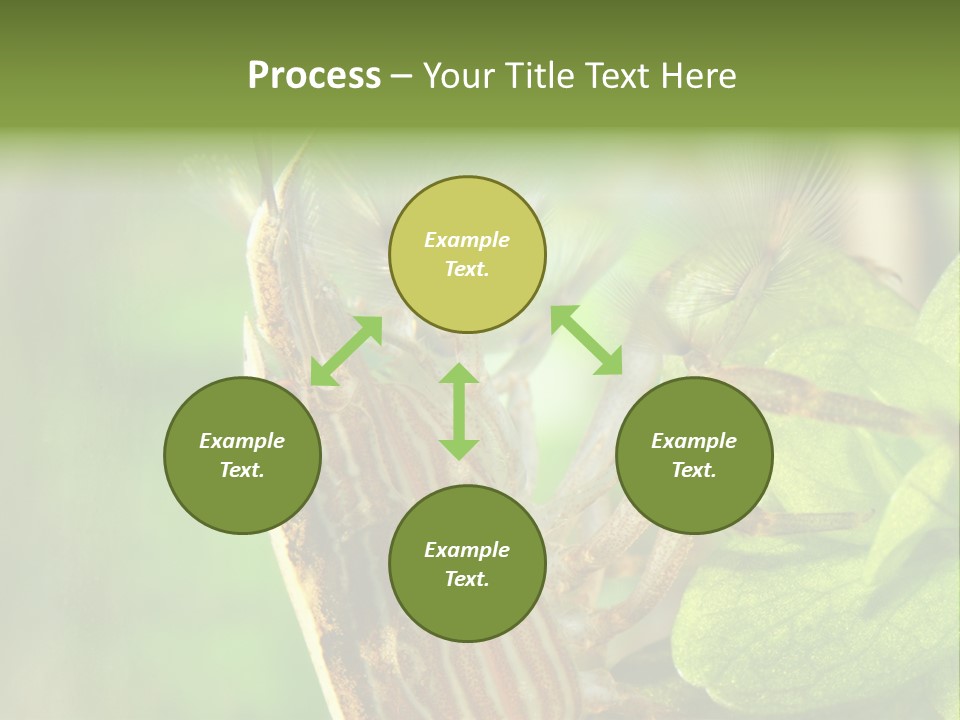 Cleaner Shrimp Close-Up Shot In Aquarium PowerPoint Template