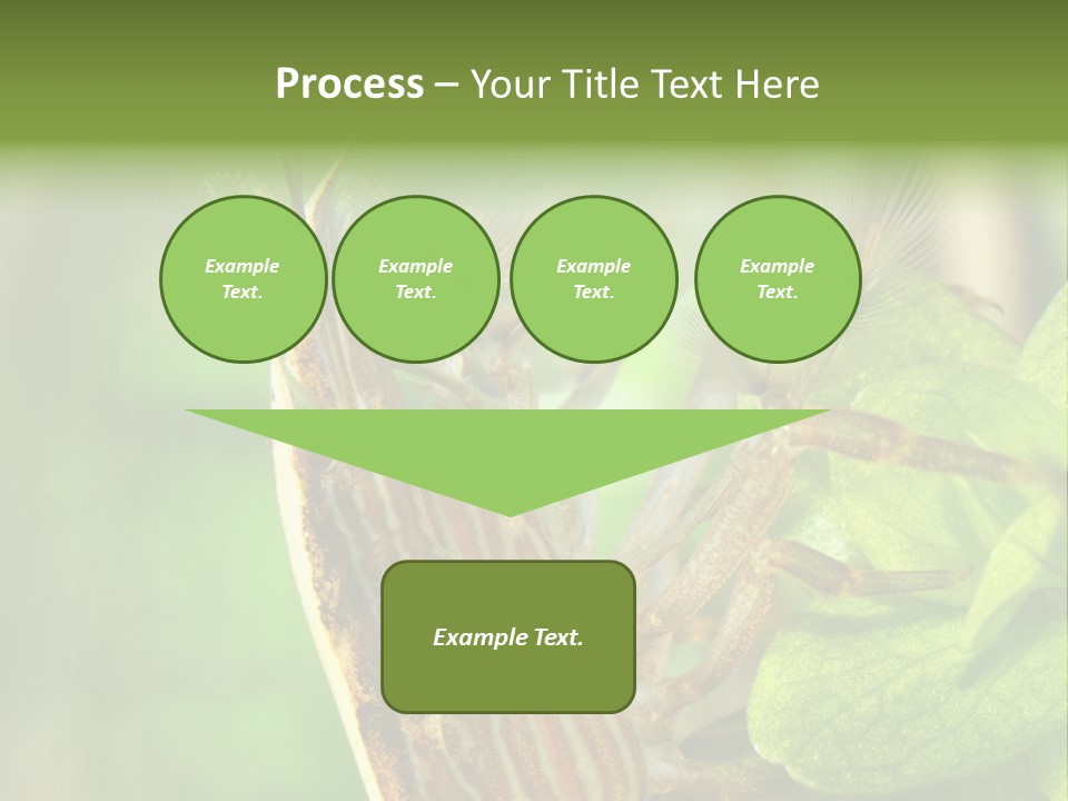 Cleaner Shrimp Close-Up Shot In Aquarium PowerPoint Template