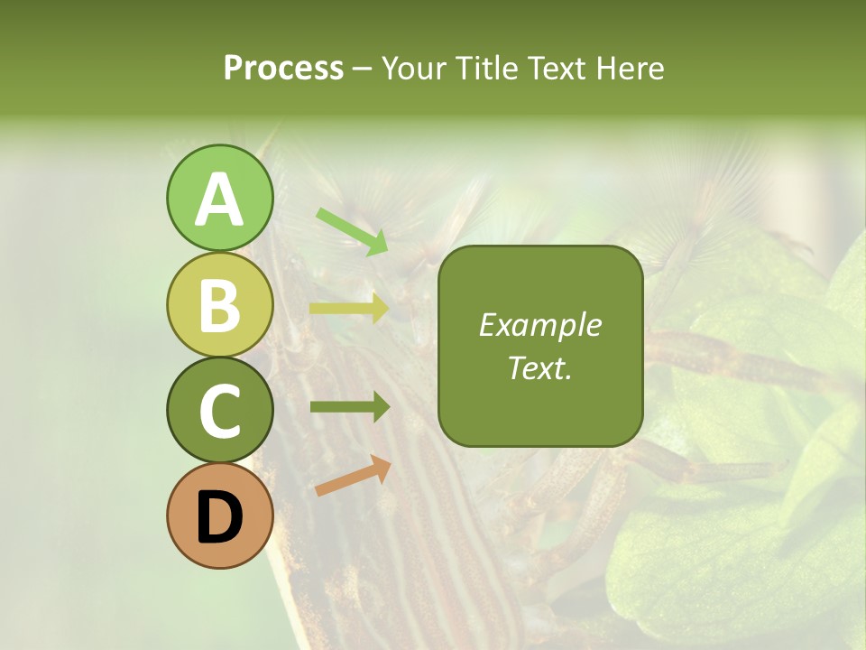Cleaner Shrimp Close-Up Shot In Aquarium PowerPoint Template