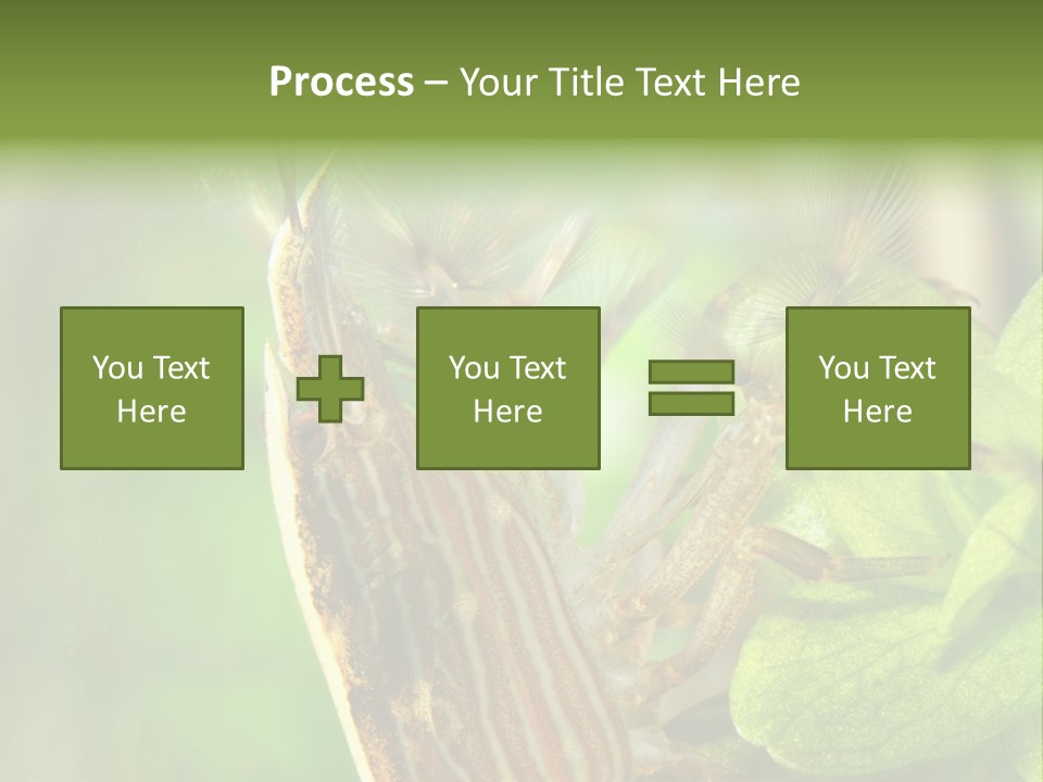 Cleaner Shrimp Close-Up Shot In Aquarium PowerPoint Template