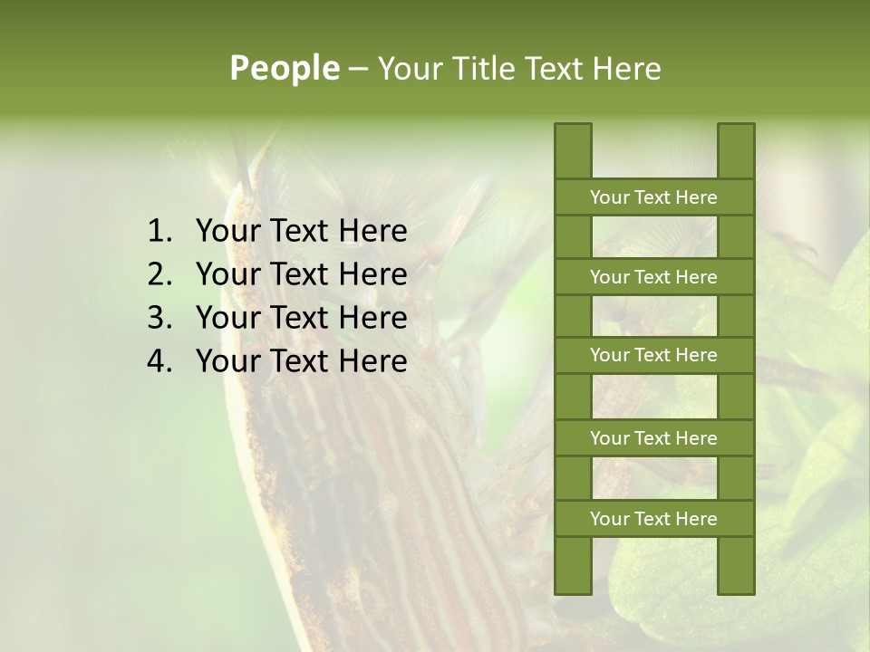 Cleaner Shrimp Close-Up Shot In Aquarium PowerPoint Template