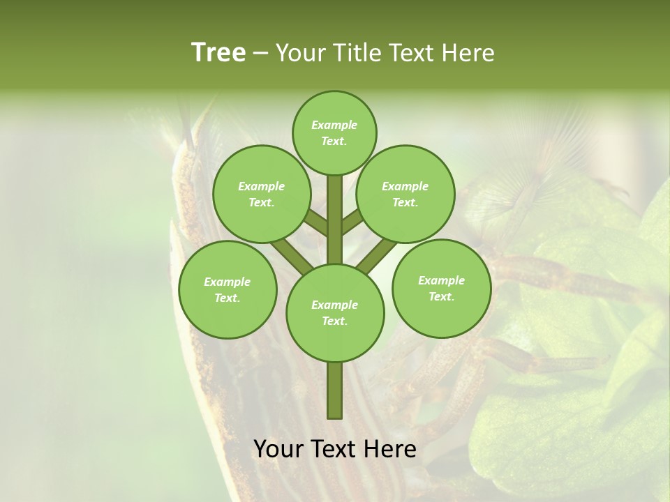 Cleaner Shrimp Close-Up Shot In Aquarium PowerPoint Template