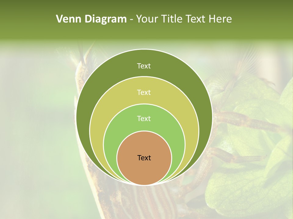 Cleaner Shrimp Close-Up Shot In Aquarium PowerPoint Template