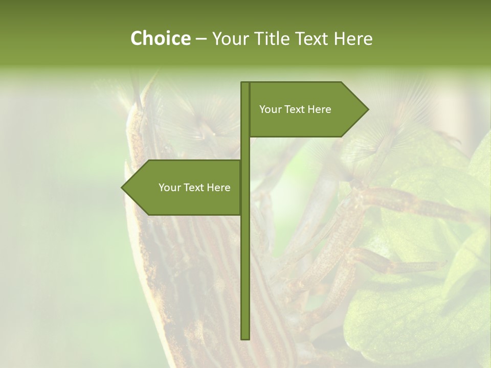 Cleaner Shrimp Close-Up Shot In Aquarium PowerPoint Template